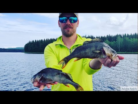 AHVEN JYTKII JIGIIN KESÄHELTEILLÄ! |AHVENEN JIGIKALASTUSTA | KALAT LÖYTYY KIVIKOISTA!