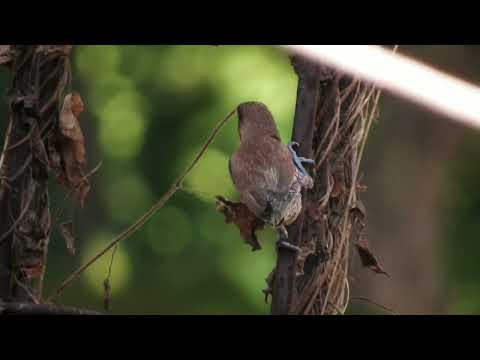 Canon Powershot SX 530 HS Review Test video and photo