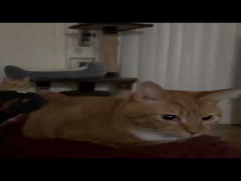 Cat Bouncing Meme | 1 Hour Loop