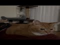 Cat Bouncing Meme 1 Hour Loop