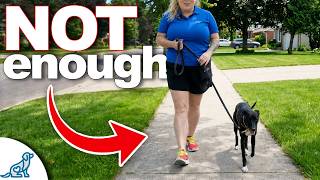 German Shepherd Dog: Working Heritage, Obedience & Care