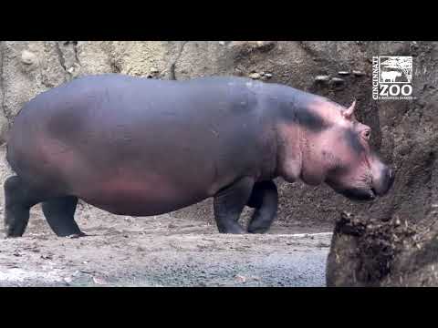 Hippo Fiona is 6 Years Old - Here's 6 Years of Highlights - Cincinnati Zoo