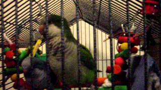 Quaker Parrot Yoshi dancing to my (Bad attempt at) singing