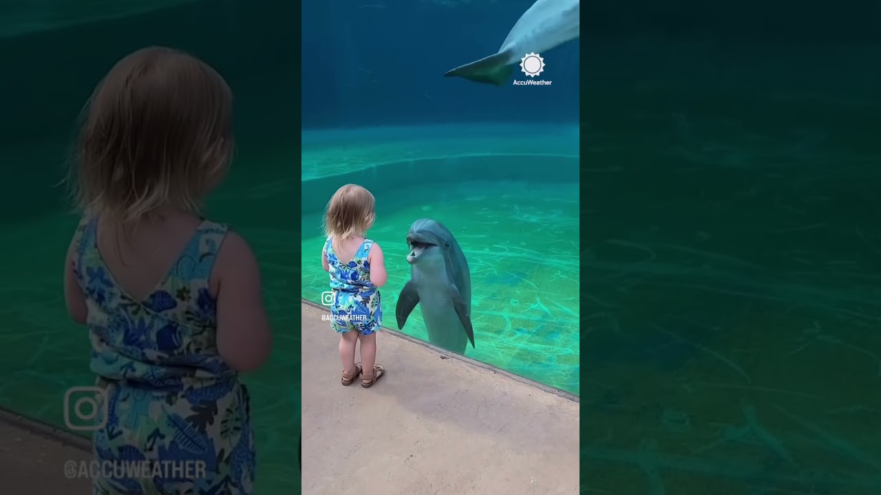 Come and Talk To Me Flipper!