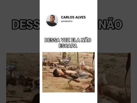 ESSA NÃO ESCAPA KKK #memes #humor #cachorro #comedia #animals