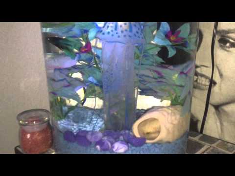 My betta in his 2 gallon 360 view Aquarium fish tank with led color changing lights