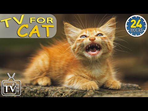 LONGEST EVER MUSIC FOR CATS | 24 Hours of Cat's Sleeping Lullaby | Calming Music for Cats