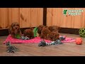 Toy Poodle dogs for sale: Buddy - Video 1