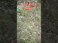 Fool Ki Ghati Uttrakhand Beutyfull Nature Pahadi