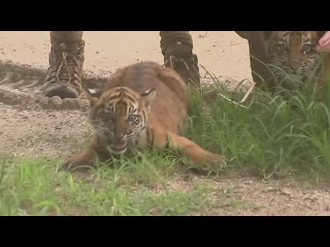 Three critically endangered Sumatran tiger cubs made their public debut at the Taronga Zoo Sydney on Friday. (March 29)