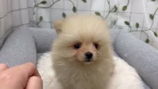 ポメラニアンの動画01