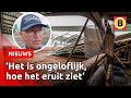 Paardenstal stort in door noodweer, dieren gewond | Omroep Brabant