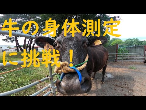 獣医学科 【北里大学獣医学部 動物資源科学科】講義・実習紹介（家畜審査論実習）