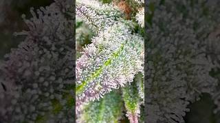 Royal Haze Automatic Pre Harvest Trichome Show #indoorgrowing