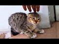 Rescued Kittens Angry Hissing When Petted Made Mom Cat Angry At Her Kittens Cats Meowing