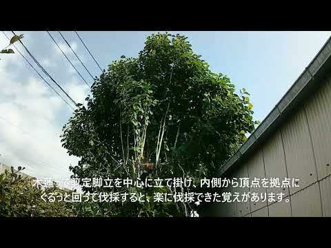 年に2回咲くモクレンの品種はありますか?どれの ？  庭園