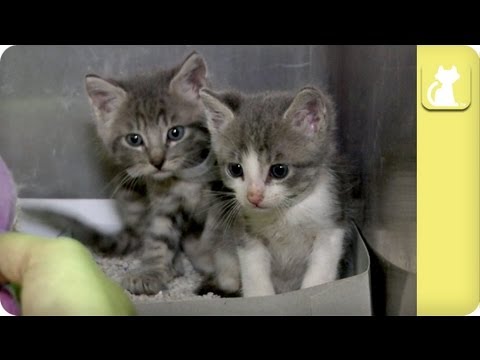 Unweaned Kittens Need Foster - Unadoptables