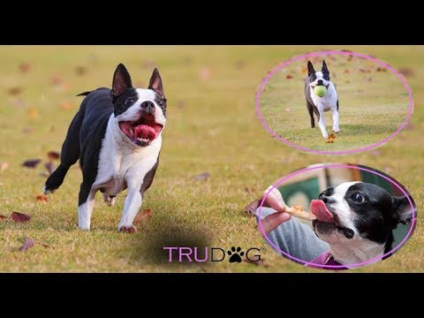 Ultimate Guide To Caring For Boston Terrier