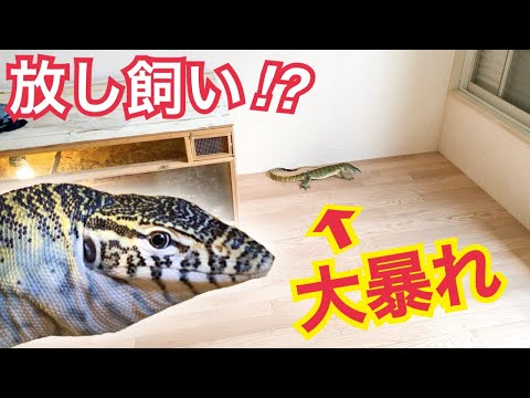 ヴァラヌス・ニロティクス