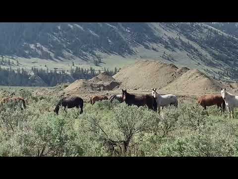 look how close these feral horses where today - Camilleshorsemanship