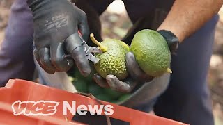 Defending Avocado Farms From Drug Cartels
