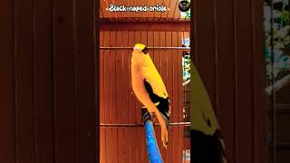 Download lagu Suara dan Video Burung Oriole Leher Hitam #burung #burunglucu #alam #pecintaburung #video pendek mp3