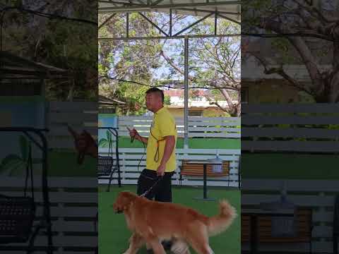 HOW TO TRAIN  A GOLDEN RETREVIER #doglover #lovelydog #cutedog @