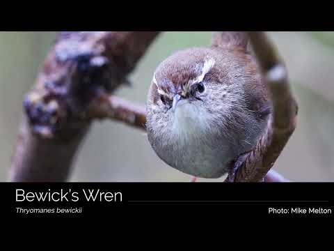 Conservation Conversations: Birds