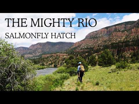 Fly Fishing Salmonflies in Colorado | The Mighty Rio 
