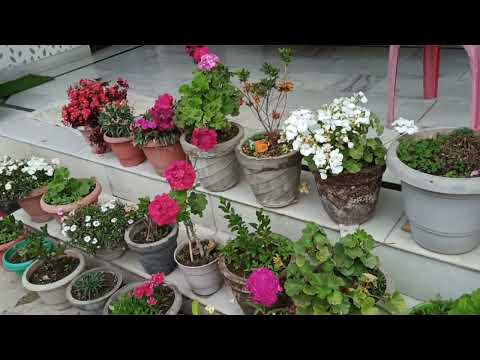 When flowers 🌺 bloom so does hope.🥀✨