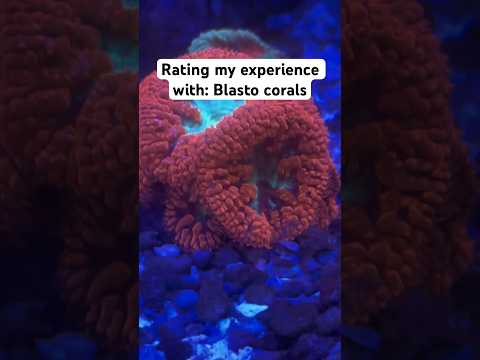 Rating my experience with Blasto corals!!
