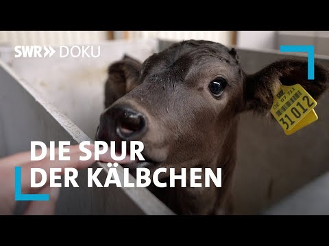 , title : 'Die Spur der Kälbchen - Die Schattenseiten der Milchwirtschaft | SWR Doku'