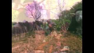 Kikagaku Moyo/幾何学模様 "Kodama" Official Music Video