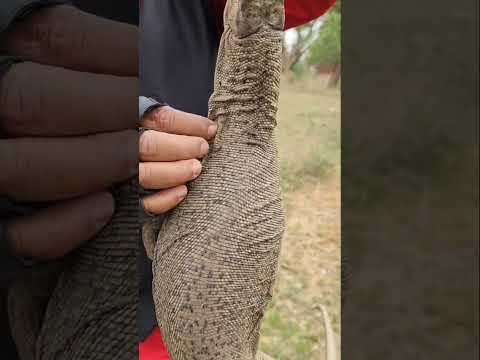 Highly Venomous Monitor lizards #youtubeshorts #shortvideo #trending