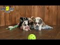 Miniature Australian Shepherd dogs for sale: Dozer - Video 1