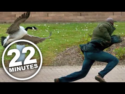 22 Minutes: Canada Goose Attack Ad