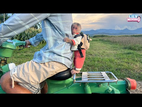 Monkey Lily had an iffy day #p1