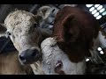Příběh mléčného telátka - Toronto Cow Save 