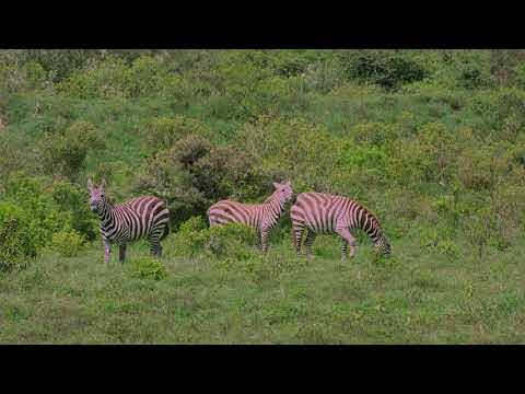 FIGHTING FOR NATURE (DOCUMENTARY) BY KEVIN GITONGA