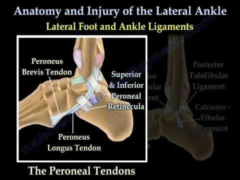 Anatomy and injuries of The Lateral Ankle - Everything You Need To Know - Dr. Nabil Ebraheim