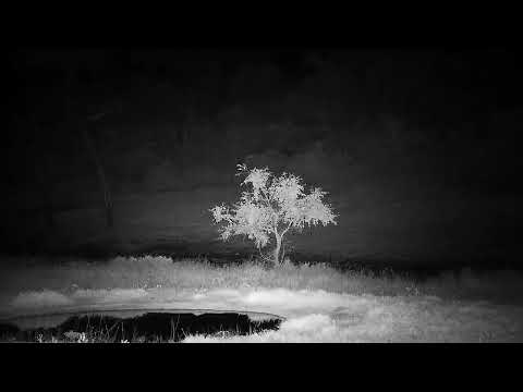 Djuma: Lion-Buffalo herd rushes to cam side of dam-tlion walks in and lays down - 00:30 - 07/15/2022