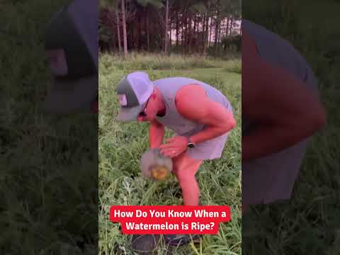 Когда созревает арбуз? 🍉