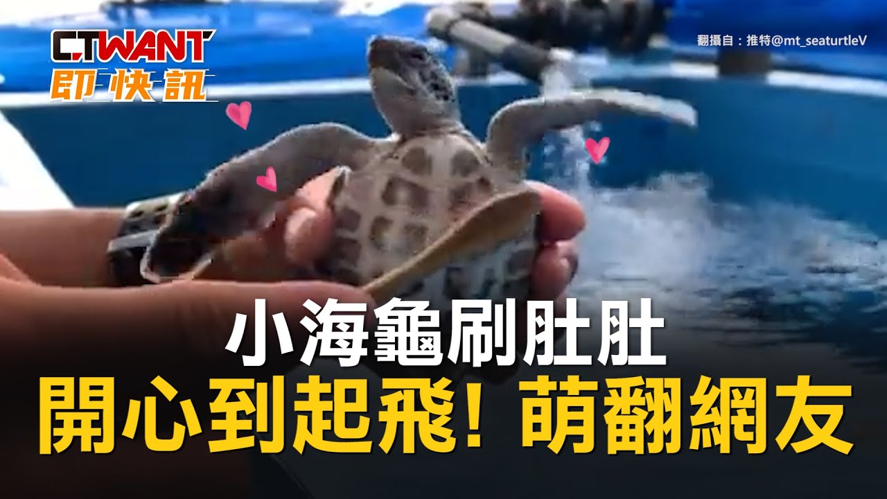 圖說-小海龜刷肚肚　開心到起飛！萌翻網友