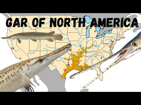 The Gar Species of North America: A guide with range maps