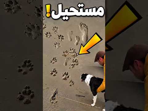 اثار الكلب 🐾
