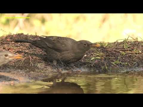 MIRLO COMÚN | BLACKBIRD | Turdus merula