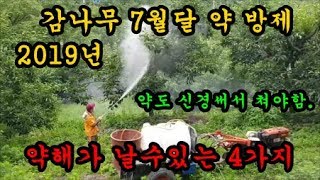 감농사 감7월달 3번째약방제와 약을칠때 약해가 일어날수 있는 이유4가지를 이이야기 해보았습니다 Persimm…