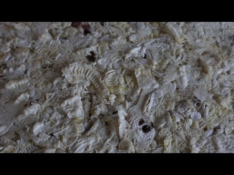 Отходы - в доходы! Работа кормового экструдера.