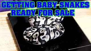 How we get BABY SNAKES ready to SELL!