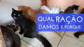 Ração para Gatos - Qual recomendamos e porque | Gato é Vida #gatoevida